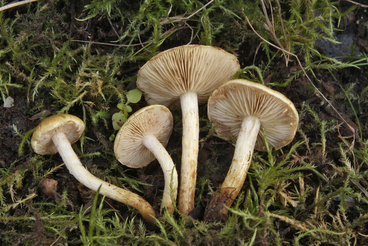 Stoffige bundelzwam - Pholiota conissans